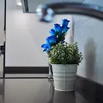 Amara Prime * סן סבסטיאן